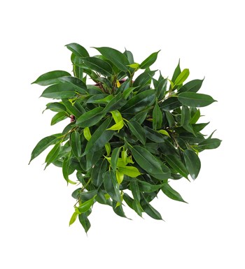 Ficus Natasha - Rosy