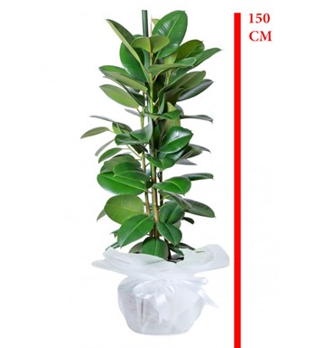 Ficus Robusta Saksı Çiçeği