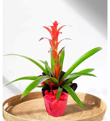 Guzmanya - Guzmania Cherry