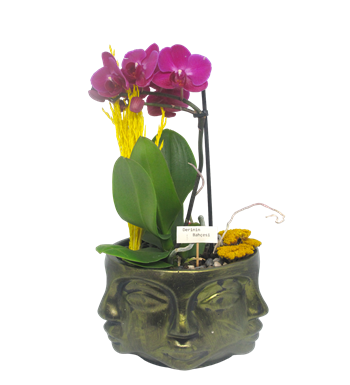 Mini Orkide Dekoratif Seri 1