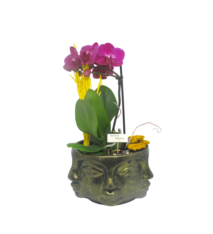 Mini Orkide Dekoratif Seri 1