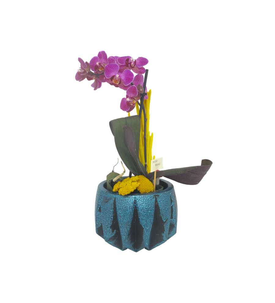 Mini Orkide Mavi Seri