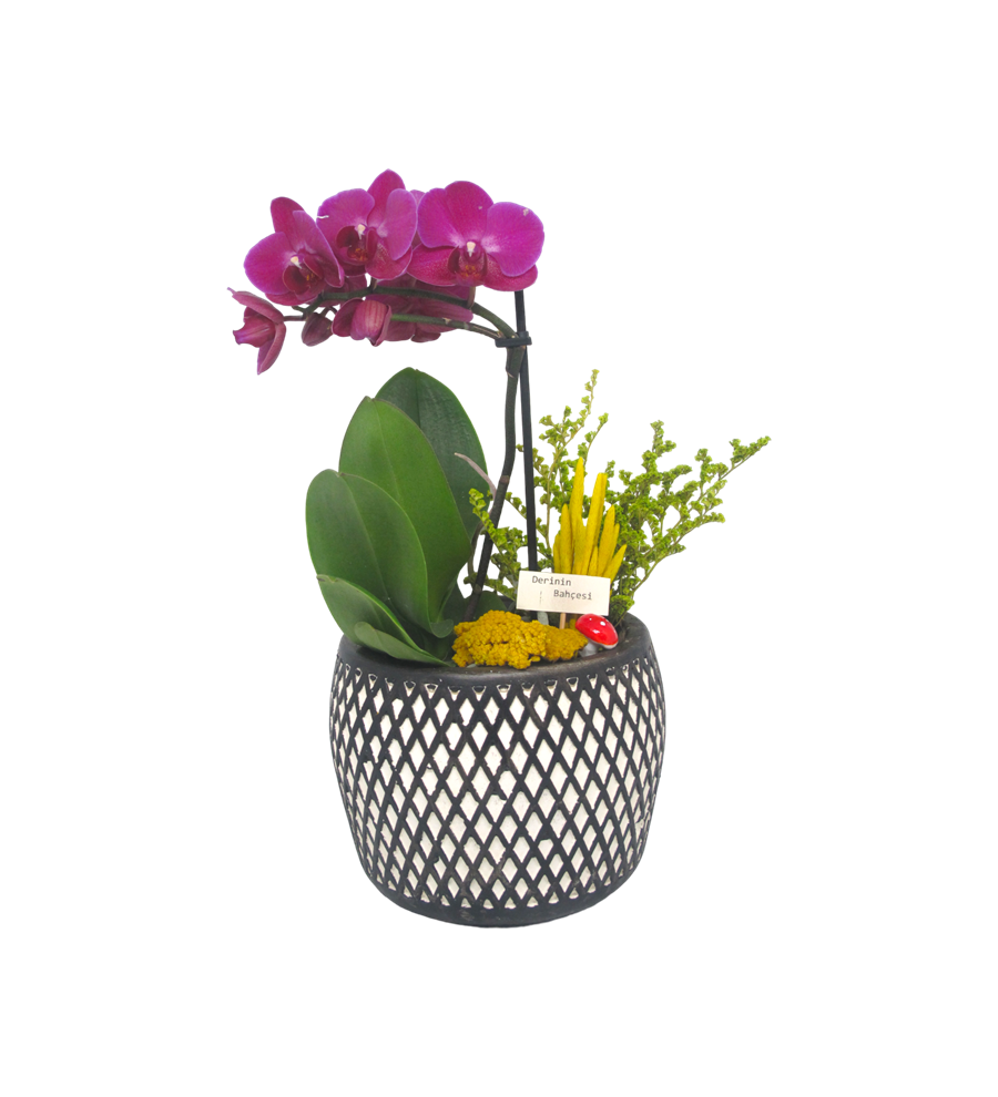 Mini Orkide Siyah Desenli Dekoratif