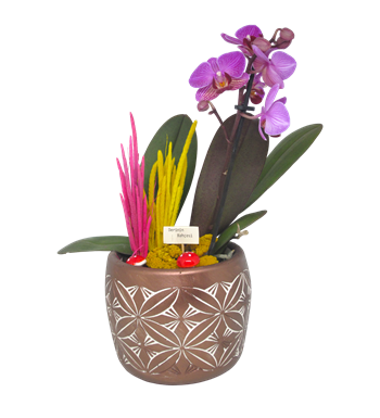 Mini Orkide Dekoratif Saksı