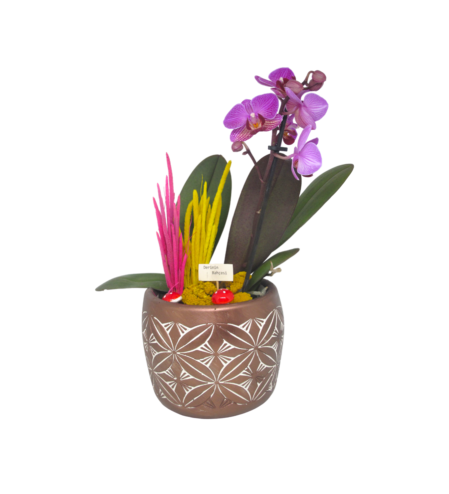Mini Orkide Dekoratif Saksı