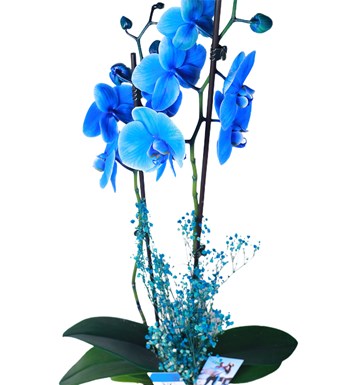 Eskitme  Saksıda 2 Dal İthal Mavi Orkide 