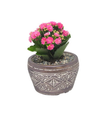 Kalanchoe Saksı Seri