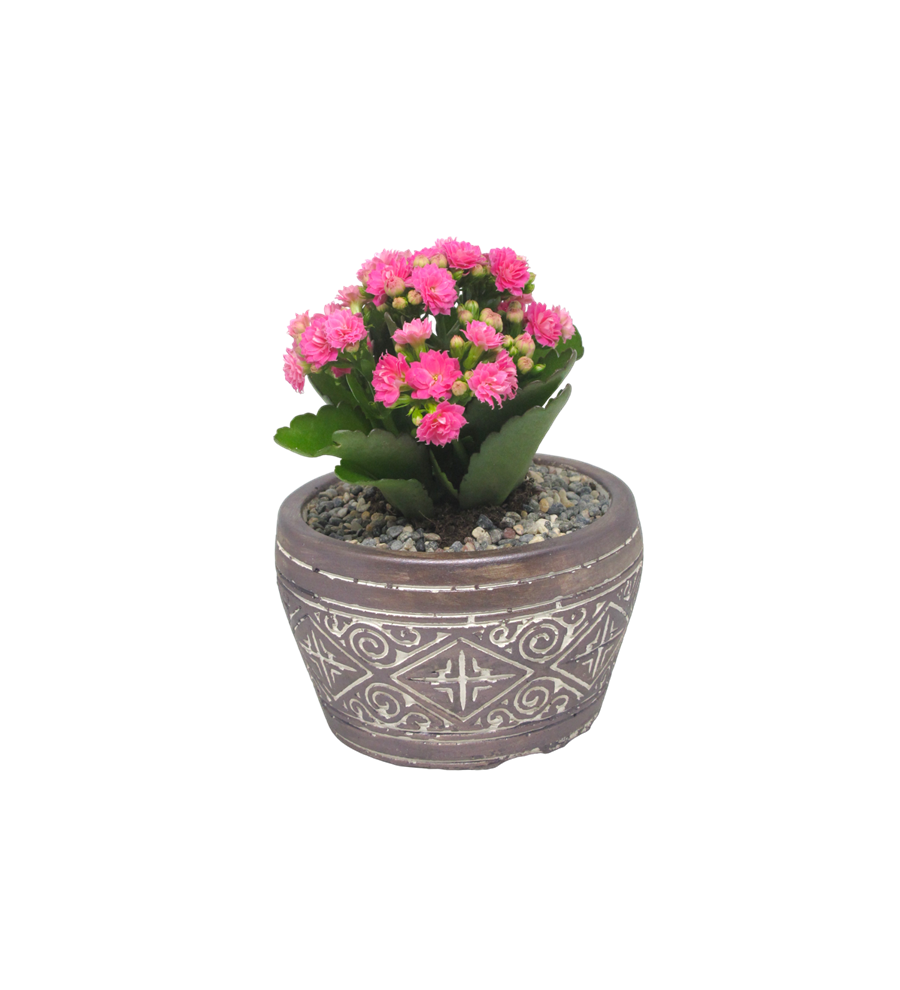 Kalanchoe Saksı Seri