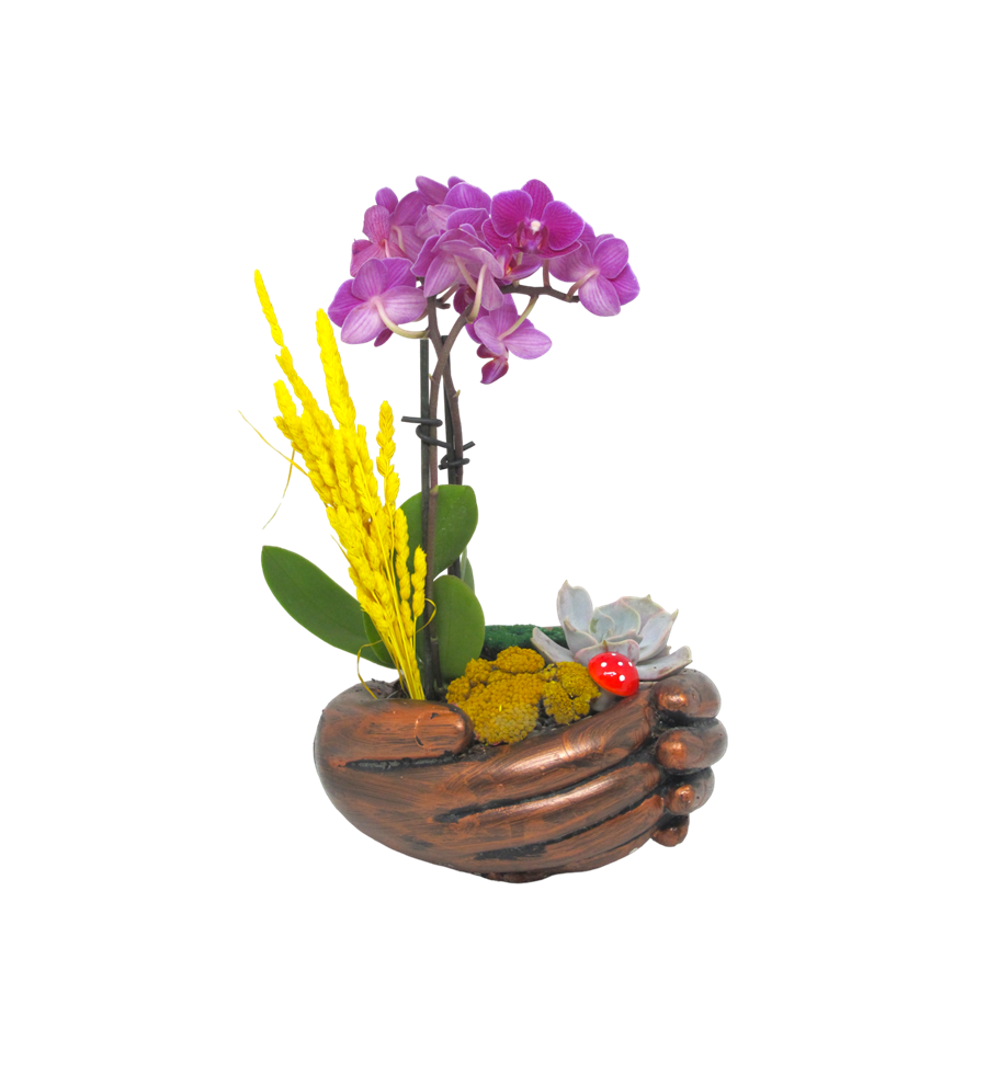 Mini Orkide ve Echeveria