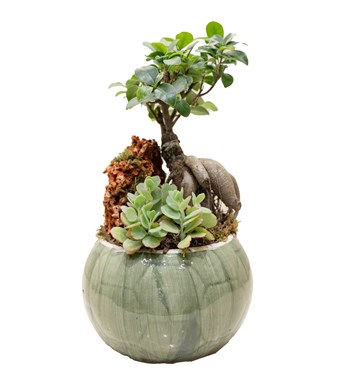 Bonsai Bahçesi