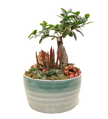 Büyük Boy Bonsai Bahçesi