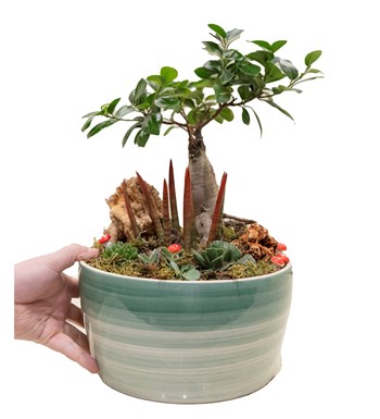 Büyük Boy Bonsai Bahçesi