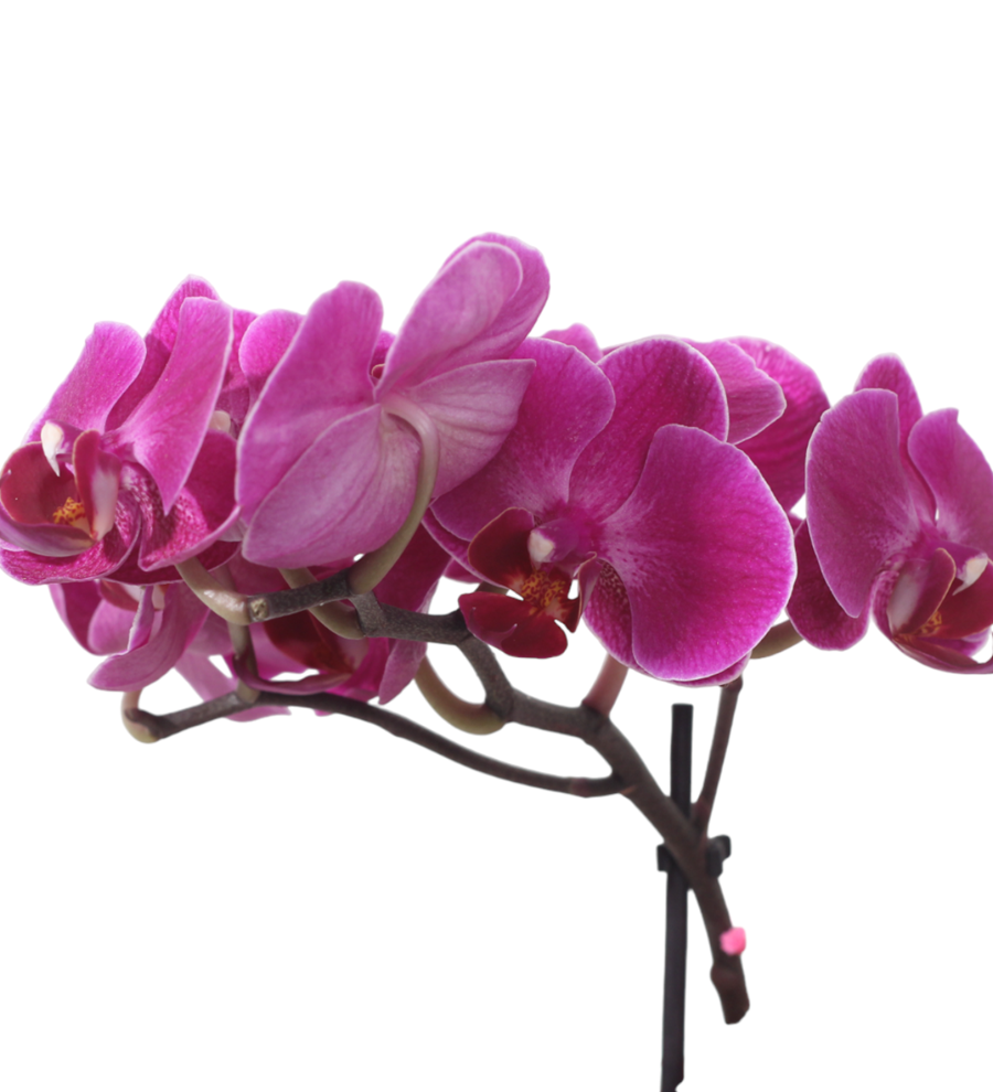 Pera Saksıda Ayıcıklı Tek Dal Mor Orkide