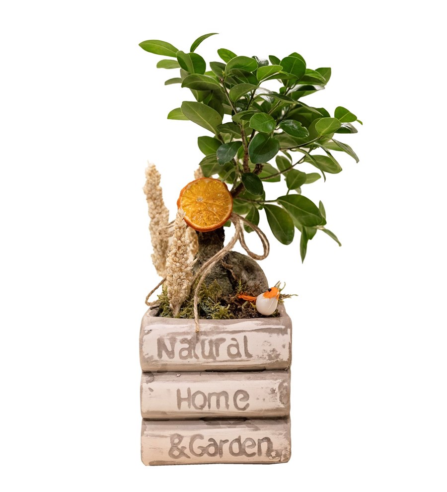 Kitap Saksıda Bonsai