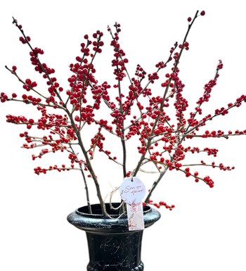 Yılbaşı Çiçeği: Ilex Aranjmanı