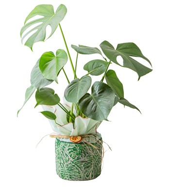 Monstera Deve Tabanı