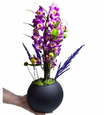Mor Dendrobium Orkide