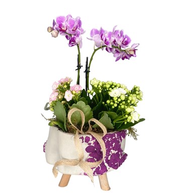 Dekoratif Saksıda Mini Orkide ve Kalonchoelar