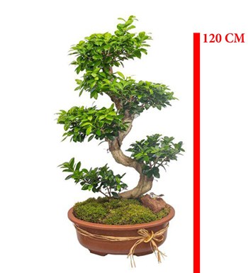 Makam Çiçeği 120 CM İthal Bonsai