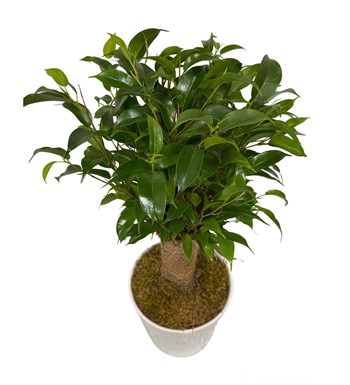 Seramikte Ficus Natasha Bitkisi