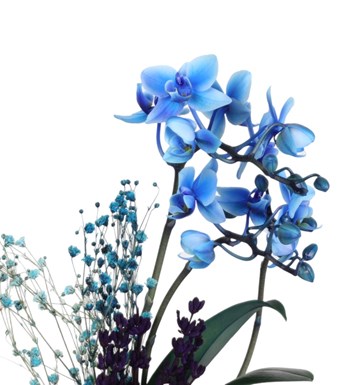 Anneler Günü Özel Seri 2 Dal Mavi Orkide ve Pembe Solmayan Gül
