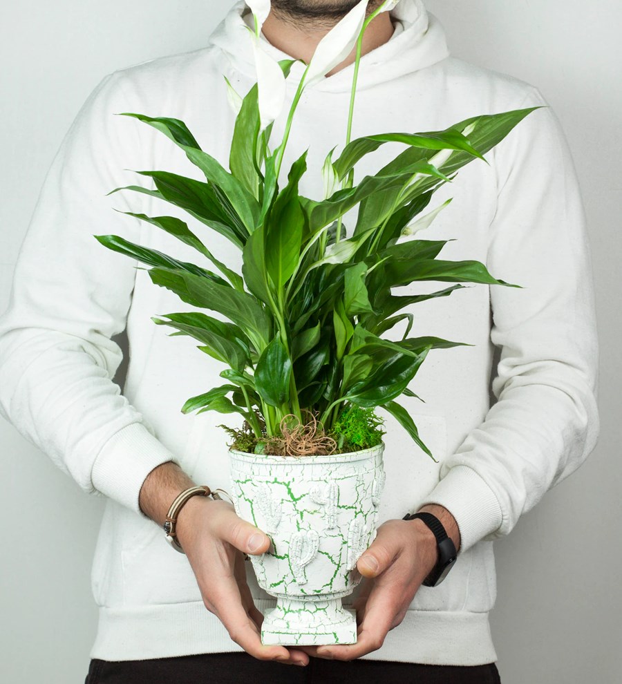 Spathiphyllum Saksı Çiçeği