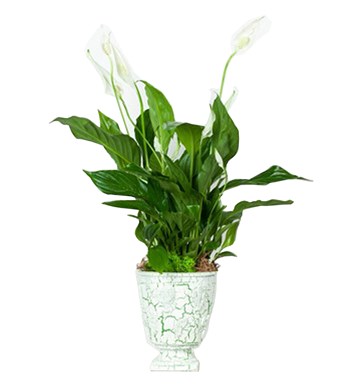 Spathiphyllum Saksı Çiçeği