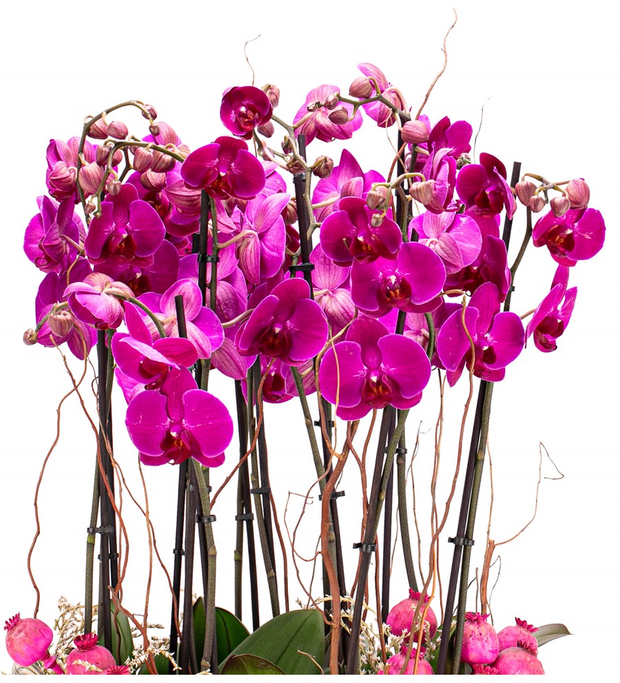 Athena Serisi Magnificent Pembe Orkide Tasarım