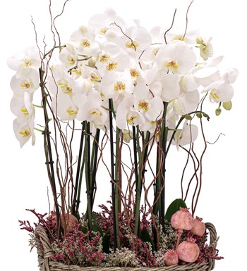 Athena Serisi Magnificent Beyaz Orkide Tasarım