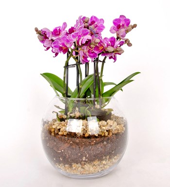 6 Dallı Pembe Orkide Tasarım