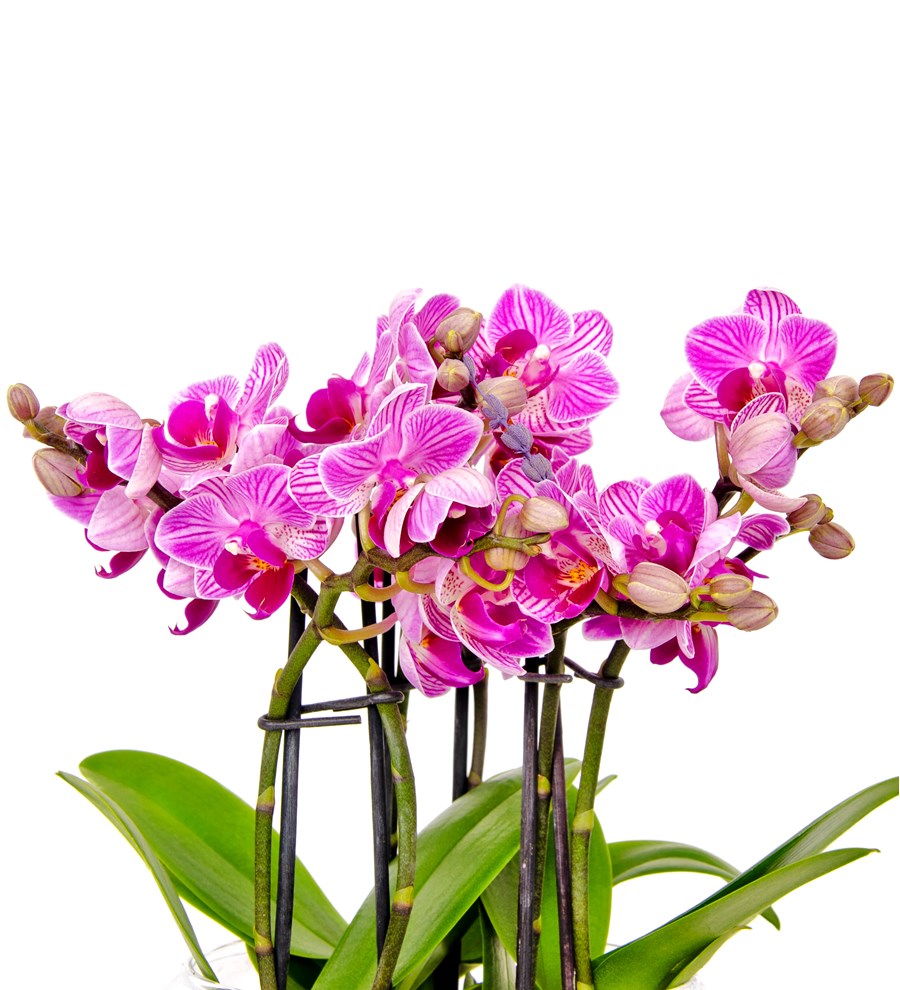6 Dallı Pembe Orkide Tasarım