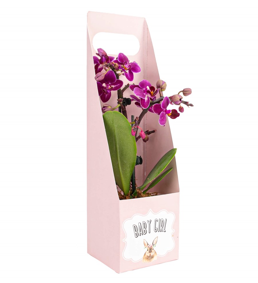 Baby Girl Serisi Mini Mor Orkide Tasarım