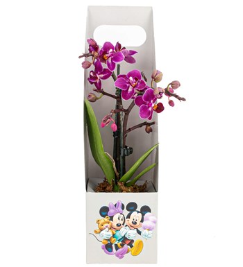 Mickey Mouse Serisi Mini Mor Orkide Tasarım