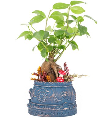Trevi Barok Serisi Mini Ficus Ginseng Bonsai Tasarım