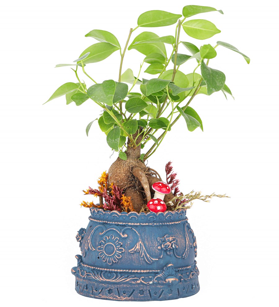 Trevi Barok Serisi Mini Ficus Ginseng Bonsai Tasarım