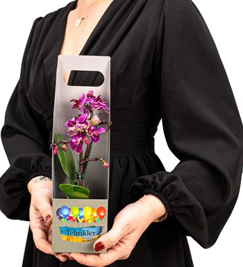 Tebrikler Serisi Mini Mor Orkide Tasarım