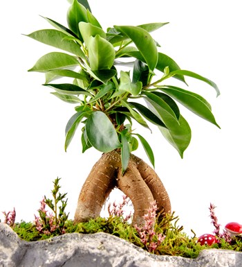 Marineris Serisi Ficus Bonsai