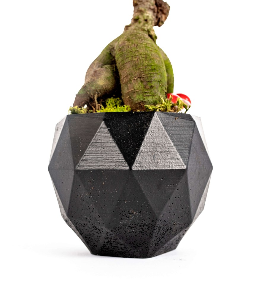 Geometrik Saksıda Ficus Ginseng Bonsai Tasarım - Black