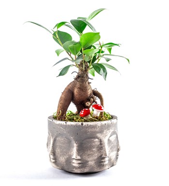 Binbir Surat Serisi Ficus Ginseng Bonsai Tasarım