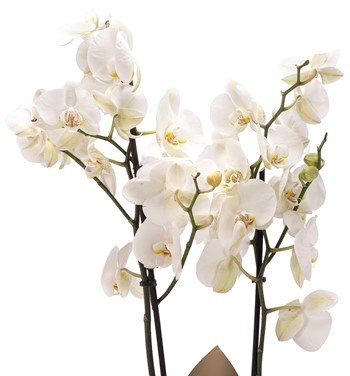 Canım Annem Baskılı Çift Dal Beyaz Orkide