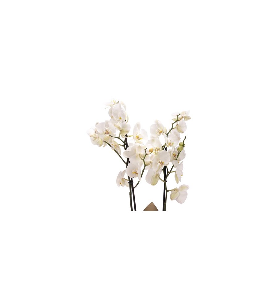 Canım Annem Baskılı Çift Dal Beyaz Orkide