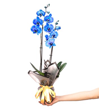 Mavi Orkide Tasarım 