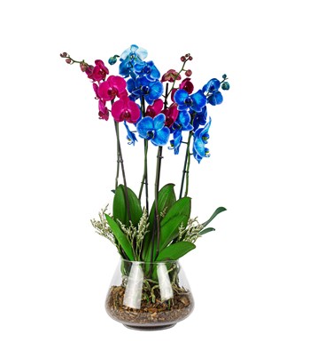 Achernar Mavi-Pembe Orkide Tasarım