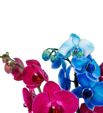 Achernar Mavi-Pembe Orkide Tasarım