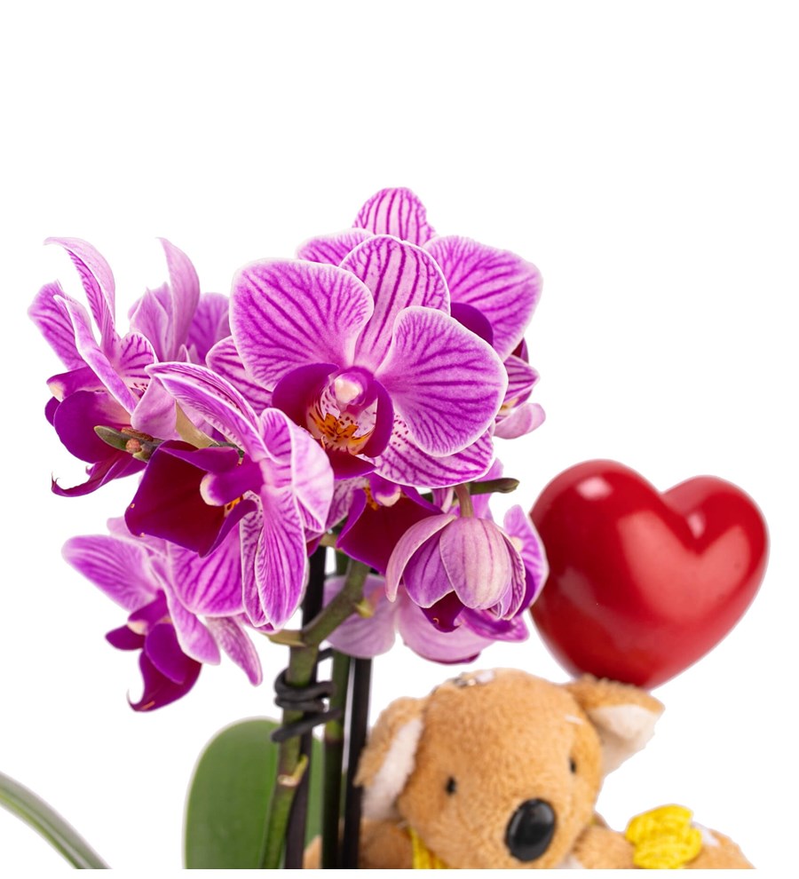 Kayıp Hazineler Serisi Çift Dal Mini Orkide Kalp Kalbe Karşı Tasarım