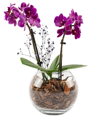 Pine Serisi Mini Orkide Tasarım
