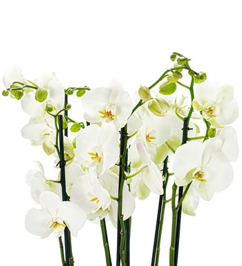 Noodle Serisi Beyaz Orkide Tasarım