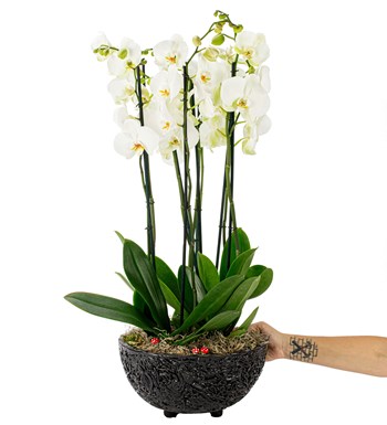 Noodle Serisi Beyaz Orkide Tasarım