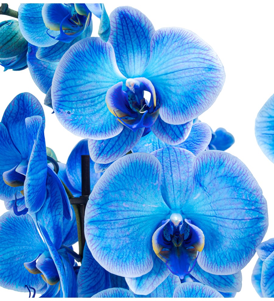 Noodle Serisi Mavi Orkide Tasarım