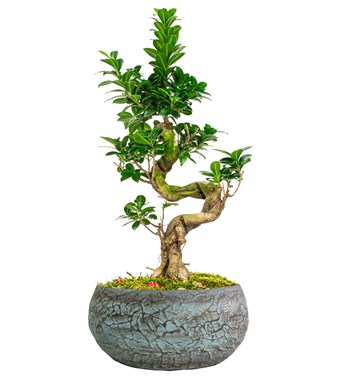 Magnificent Saksıda S Gövde Ficus Ginseng Bonsai Tasarım